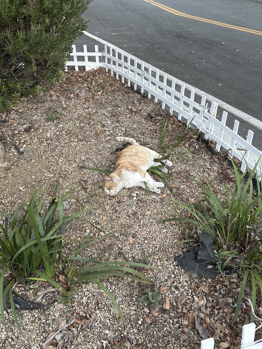 Photo attached to case 202000219687